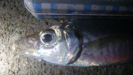 釣りデビュー　124日目