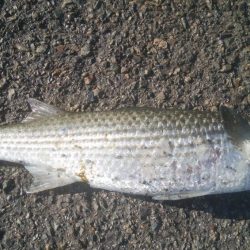 釣りデビュー　125日目