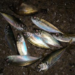 アジ釣り