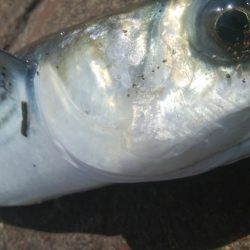 釣りデビュー　130日目