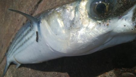 釣りデビュー　130日目