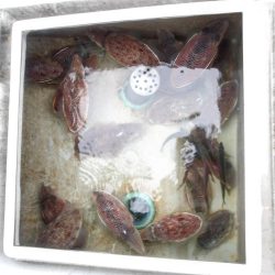 SOUTH釣果　欲張りプラン