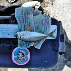 アジ・・・バラシ一回・・