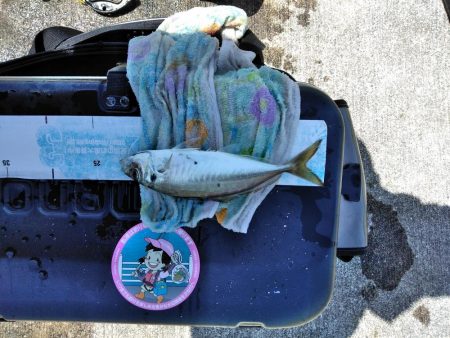 アジ・・・バラシ一回・・