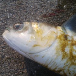 釣りデビュー 138日目