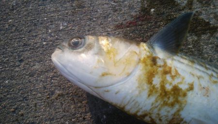 釣りデビュー 138日目