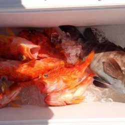 康仁丸・ジギング釣り果