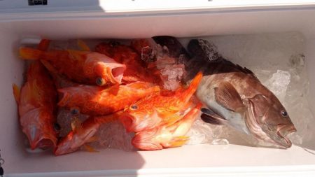 康仁丸・ジギング釣り果