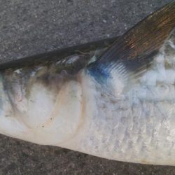 釣りデビュー　139日目