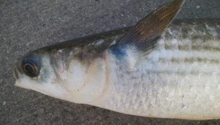 釣りデビュー　139日目