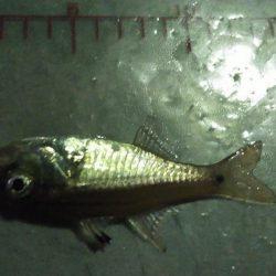 突風メバリング