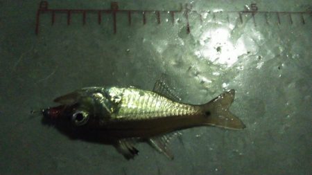 突風メバリング