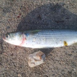 釣りデビュー　141日目