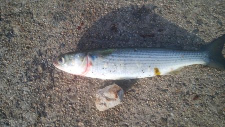 釣りデビュー　141日目