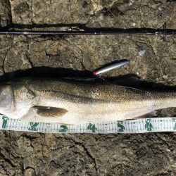 A.P.Pフィッシングガイドサービス　ロックショアゲームのポイントチェックにRIDEON！