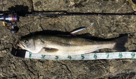 A.P.Pフィッシングガイドサービス　ロックショアゲームのポイントチェックにRIDEON！