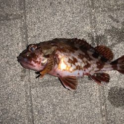 コスモ　ガジラ昨年より型が小さい