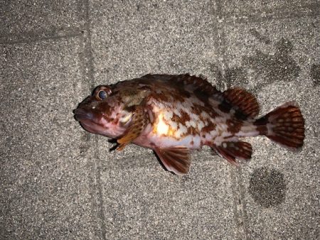 コスモ　ガジラ昨年より型が小さい