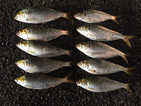 良型コノシロ10匹