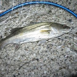 久しぶりの釣果！