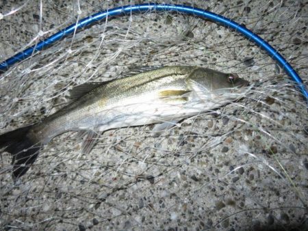 久しぶりの釣果！