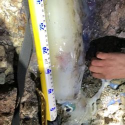 【２キロアップ】春イカエギングでアオリイカ