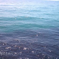 チヌ狙いで何故かサヨリ！