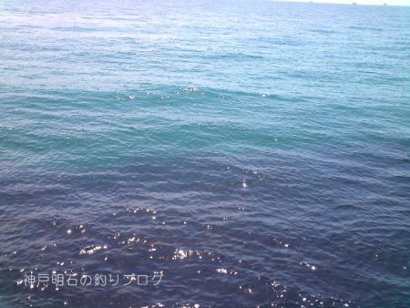 チヌ狙いで何故かサヨリ！