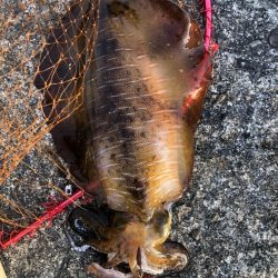 ヤエン 2キロアップ2杯