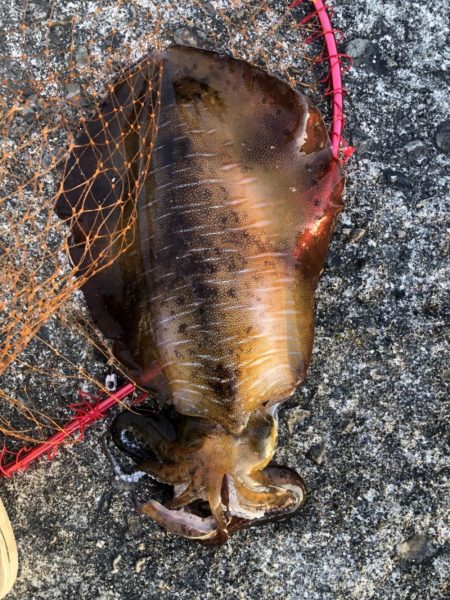 ヤエン 2キロアップ2杯