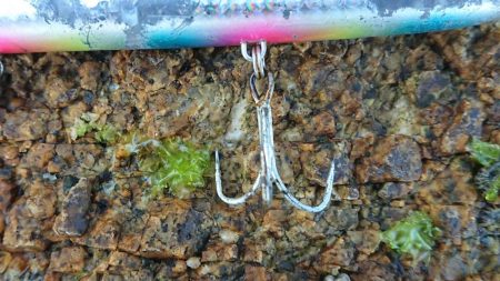 久々に納得の釣果がありました！