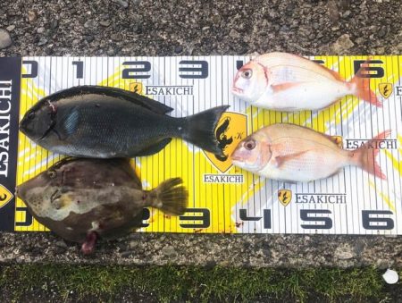 栄丸 釣果