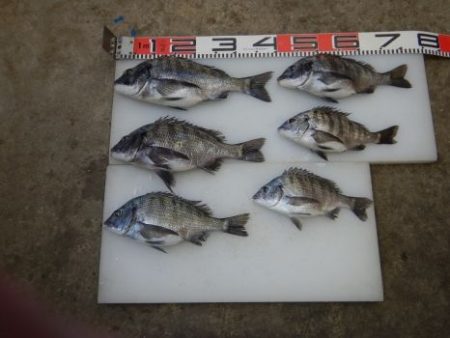 のとじま臨海公園海づりセンター 釣果