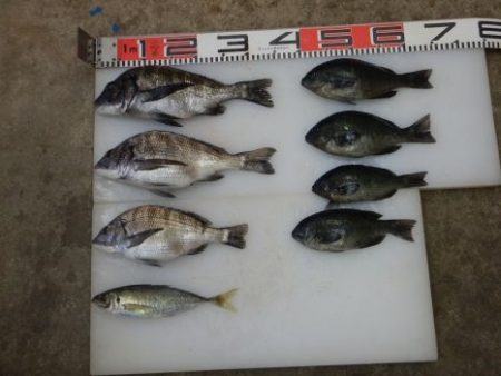 のとじま臨海公園海づりセンター 釣果