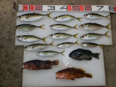 のとじま臨海公園海づりセンター 釣果