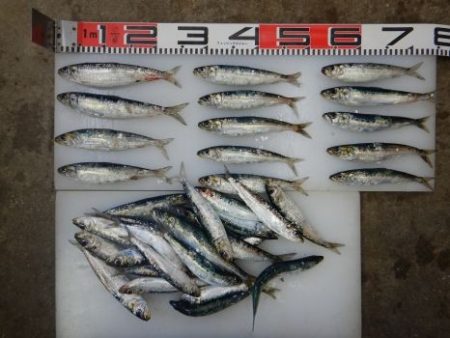 のとじま臨海公園海づりセンター 釣果