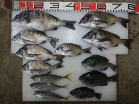 のとじま臨海公園海づりセンター 釣果