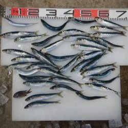 のとじま臨海公園海づりセンター 釣果