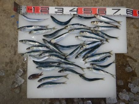 のとじま臨海公園海づりセンター 釣果