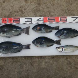 のとじま臨海公園海づりセンター 釣果