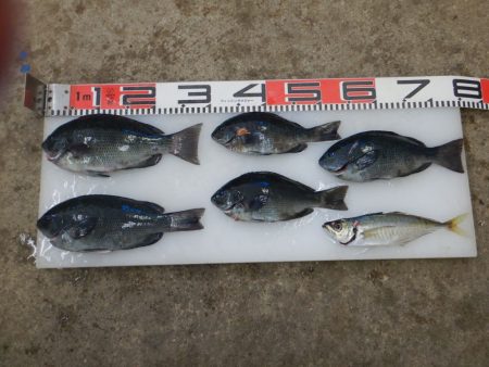 のとじま臨海公園海づりセンター 釣果