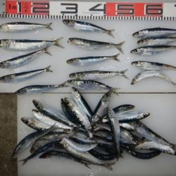 のとじま臨海公園海づりセンター 釣果