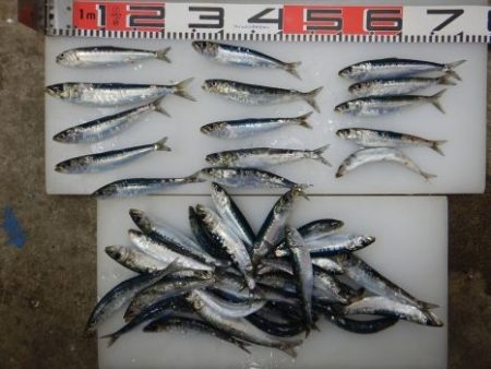 のとじま臨海公園海づりセンター 釣果