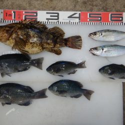 のとじま臨海公園海づりセンター 釣果