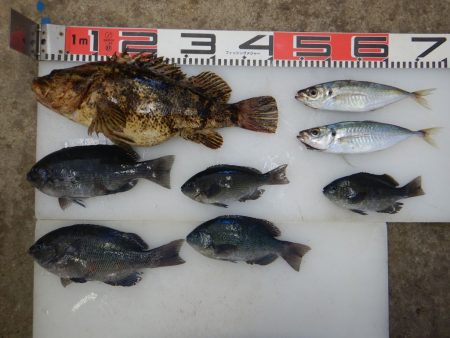 のとじま臨海公園海づりセンター 釣果