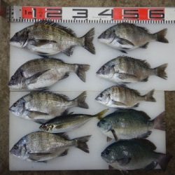 のとじま臨海公園海づりセンター 釣果