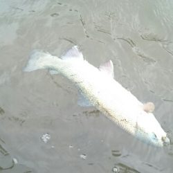 フィッシングエリア帝釈 釣果