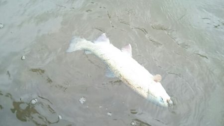 フィッシングエリア帝釈 釣果