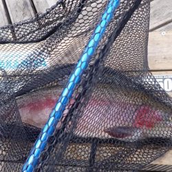 フィッシングレイクたかみや 釣果