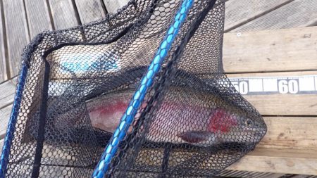 フィッシングレイクたかみや 釣果